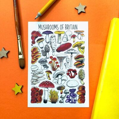Mushrooms  of Britain Art Blank Postcard