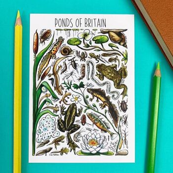 Carte postale vierge d'art de la vie d'étang de la Grande-Bretagne 1