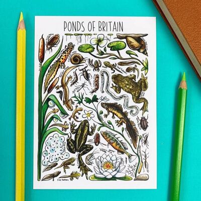 Pond Life of Britain art blank postcard