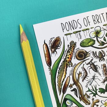 Carte postale vierge d'art de la vie d'étang de la Grande-Bretagne 5