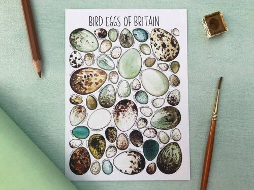 Eggs of Britain Art Blank Postcard