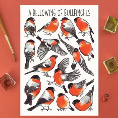 A Bellowing of Bullfinches Art Blank Postcard