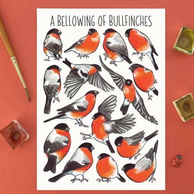 A Bellowing of Bullfinches Art Blank Postcard