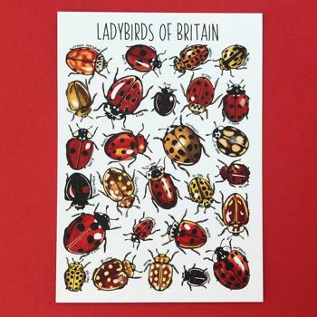 Carte postale vierge d'art de coccinelles de la Grande-Bretagne 2