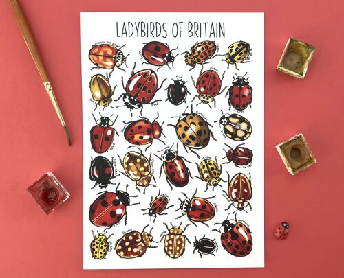 Ladybirds of Britain Art Blank Postcard