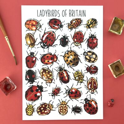 Ladybirds of Britain Art Blanko-Postkarte