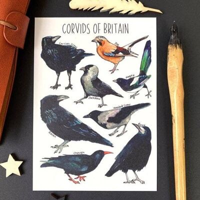 Corvids of Britain Art Blank Postcard