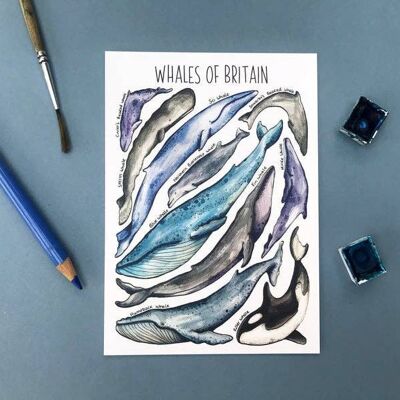 Whales of Britain Art Cartolina vuota