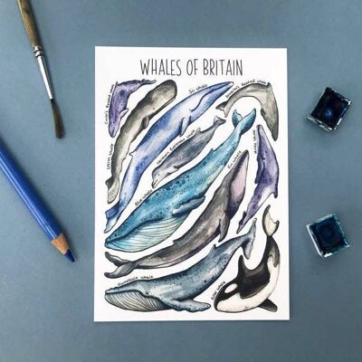 Whales of Britain Art Blank Postcard