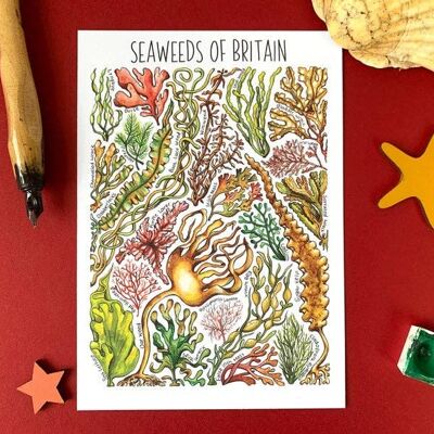 Alghe della Gran Bretagna Art cartolina vuota
