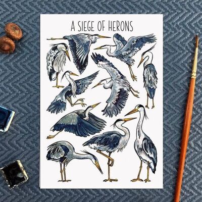 A Siege of Herons Art Blank Postcard