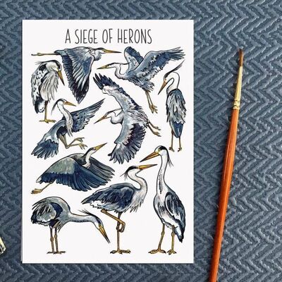 A Siege of Herons Art Blank Postcard