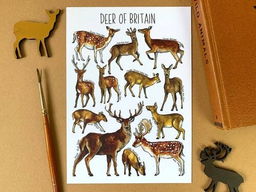 Deer of Britain art blank postcard