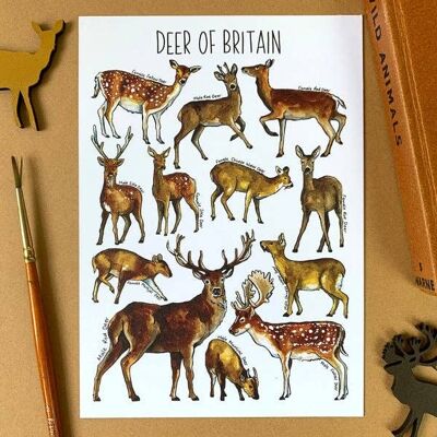 Postal en blanco de arte de ciervo de Gran Bretaña