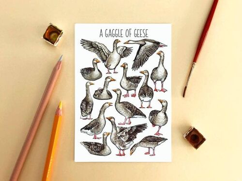 A Gaggle of Geese Art Blank Postcard