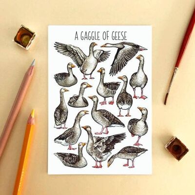 A Gaggle of Geese Art Blank Postcard