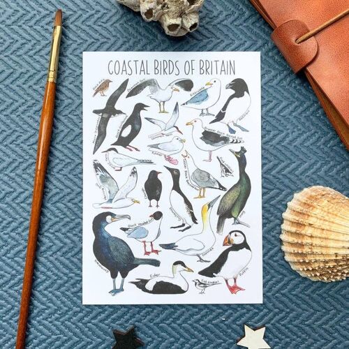 Coastal Birds of Britain Art Blank Postcard