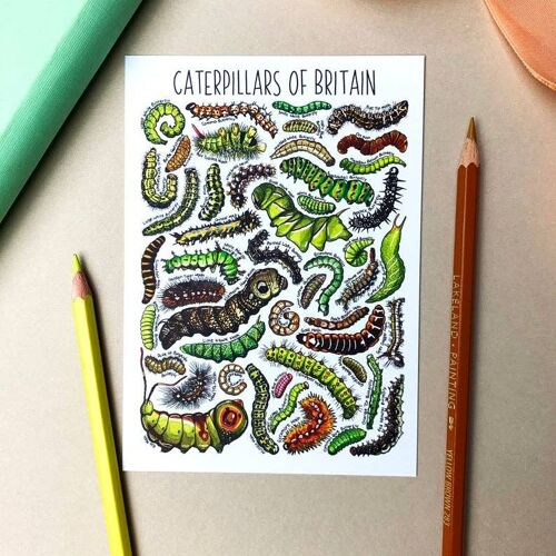 Caterpillars of Britain Art Blank Postcard