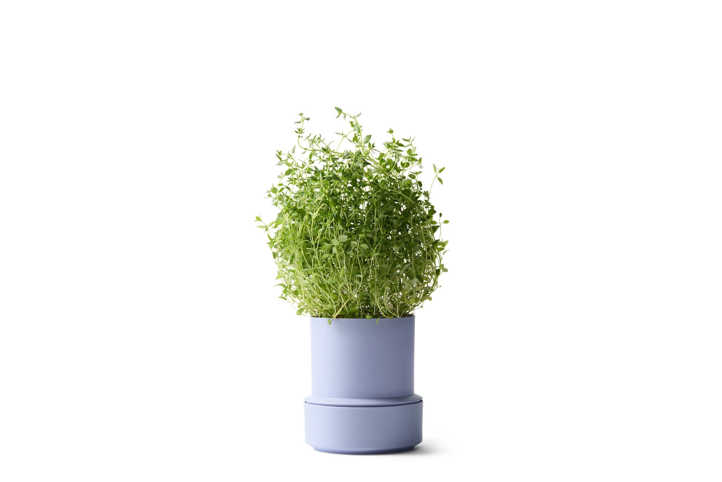 Billund / Self-watering pot / Lavender