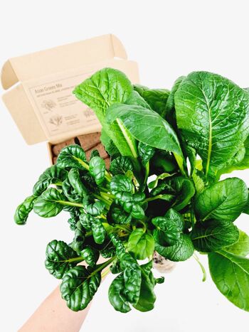 Bouchons de plantes | Légumes à feuilles asiatiques paquet de 8 2