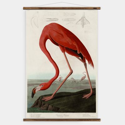 American Flamingo Wall Chart