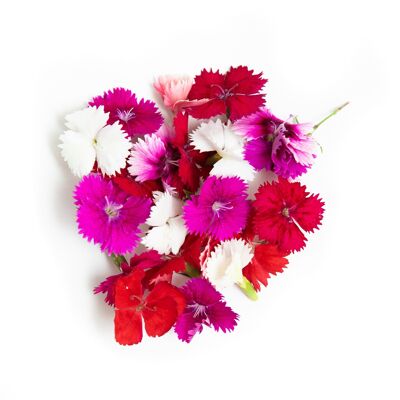 Carnation - Edible flower