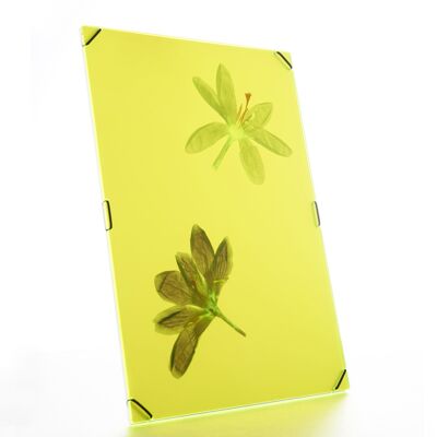 Flowerframe grande giallo brillante