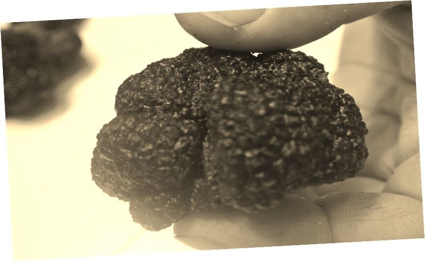 Tartufo Nero Fresco "Tuber Melanosporum" - Drôme - 100% Francia - Categoria I