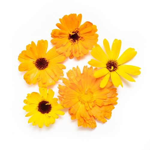 Marigold Flower - Edible Flower