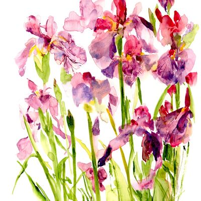 Paarse Iris A6 ansichtkaart