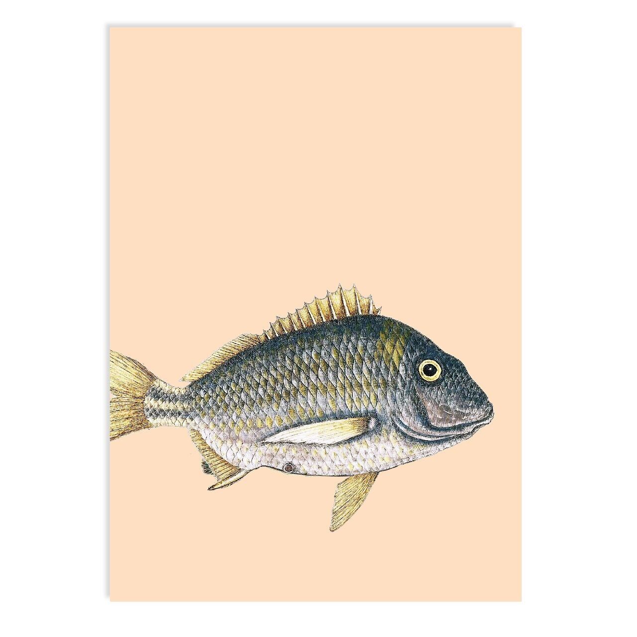 Orso grizzly da cartolina