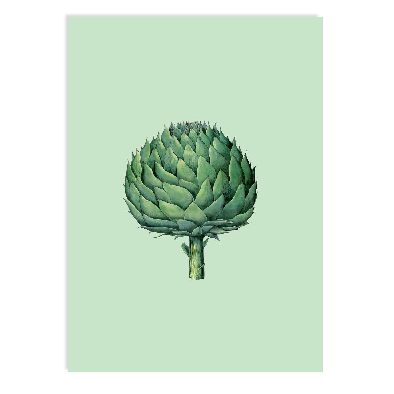 Postkarte Artischocke