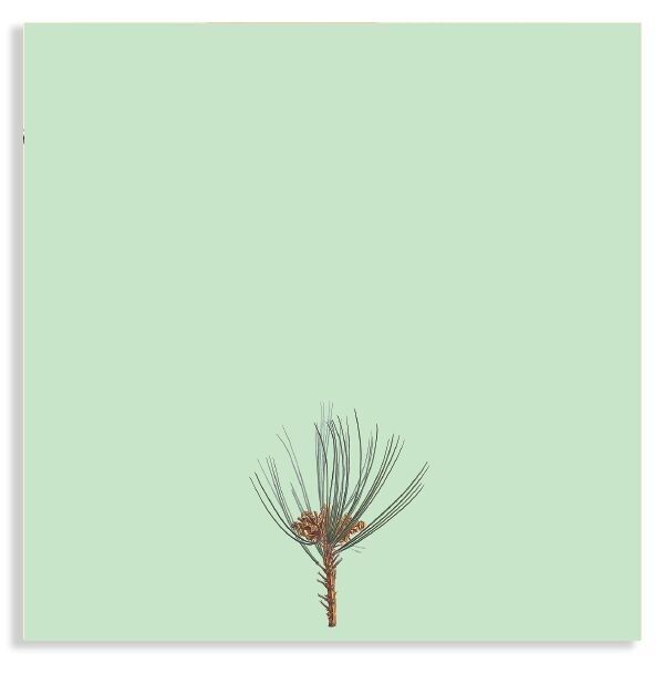 Blocco note Pinus 10x10cm