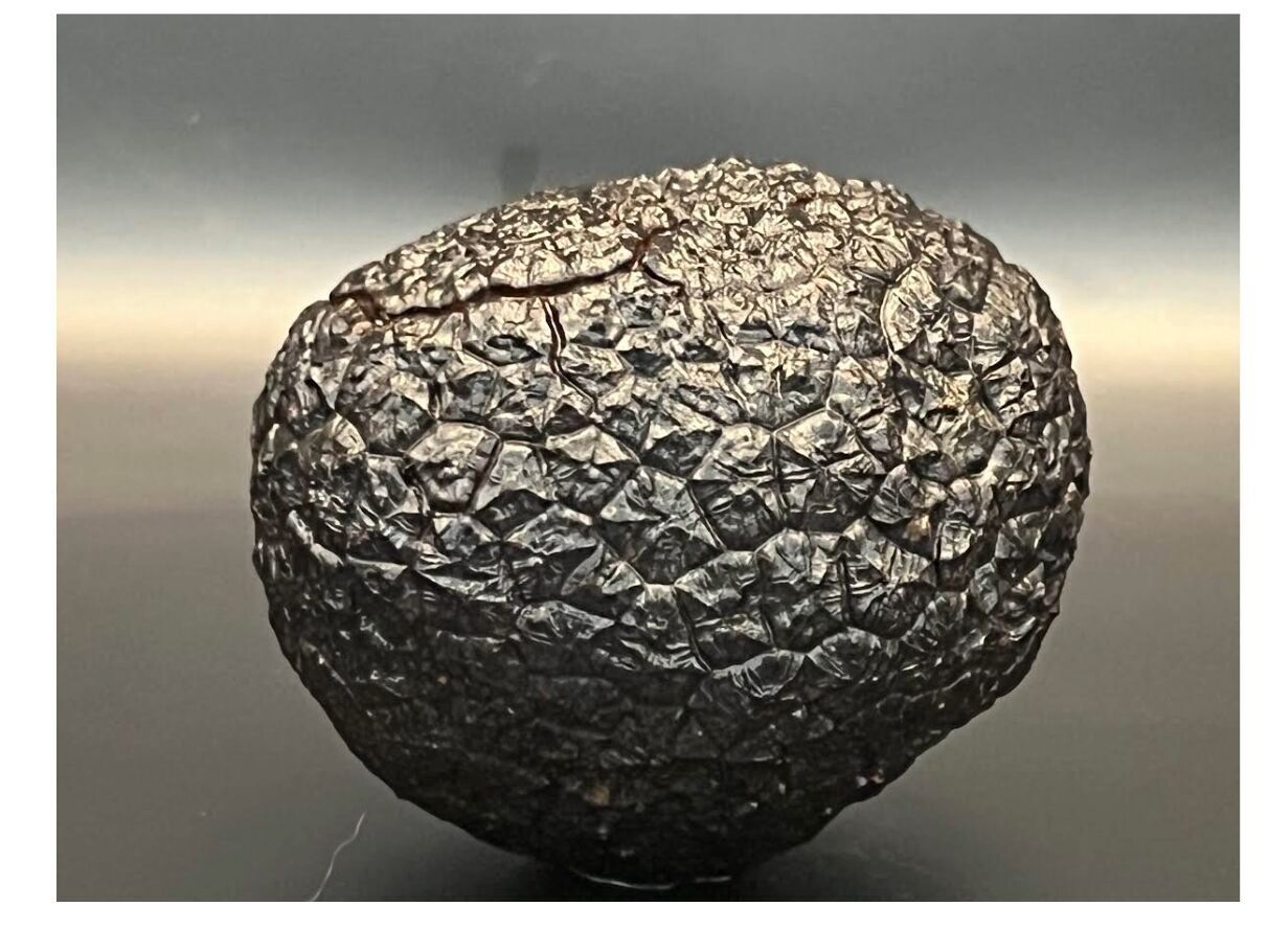 Tartufo Nero Fresco - Tuber Melanosporum - Drôme - 100% Francese - Extra