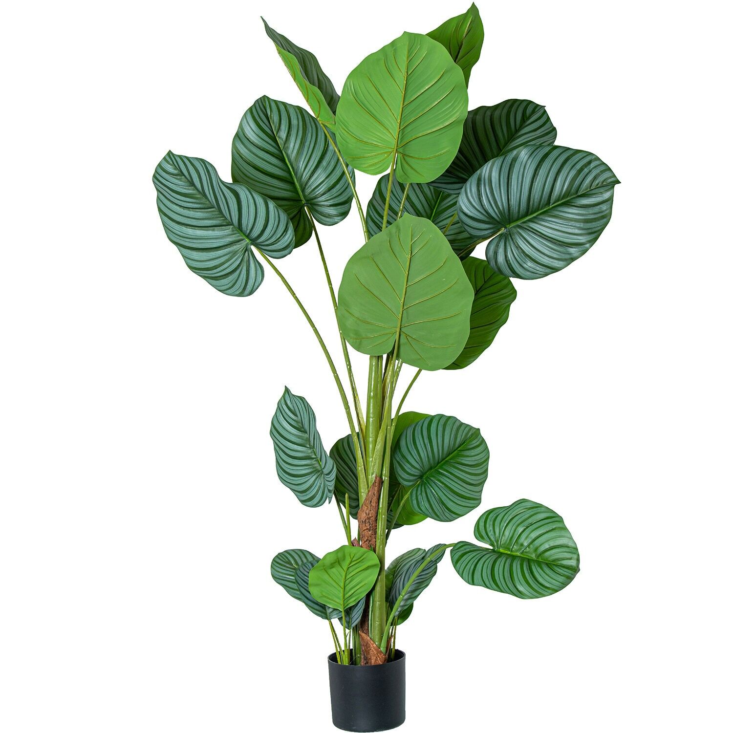 Planta artificial calathea orbifolia 150cm-5 troncos 150cm ST26691