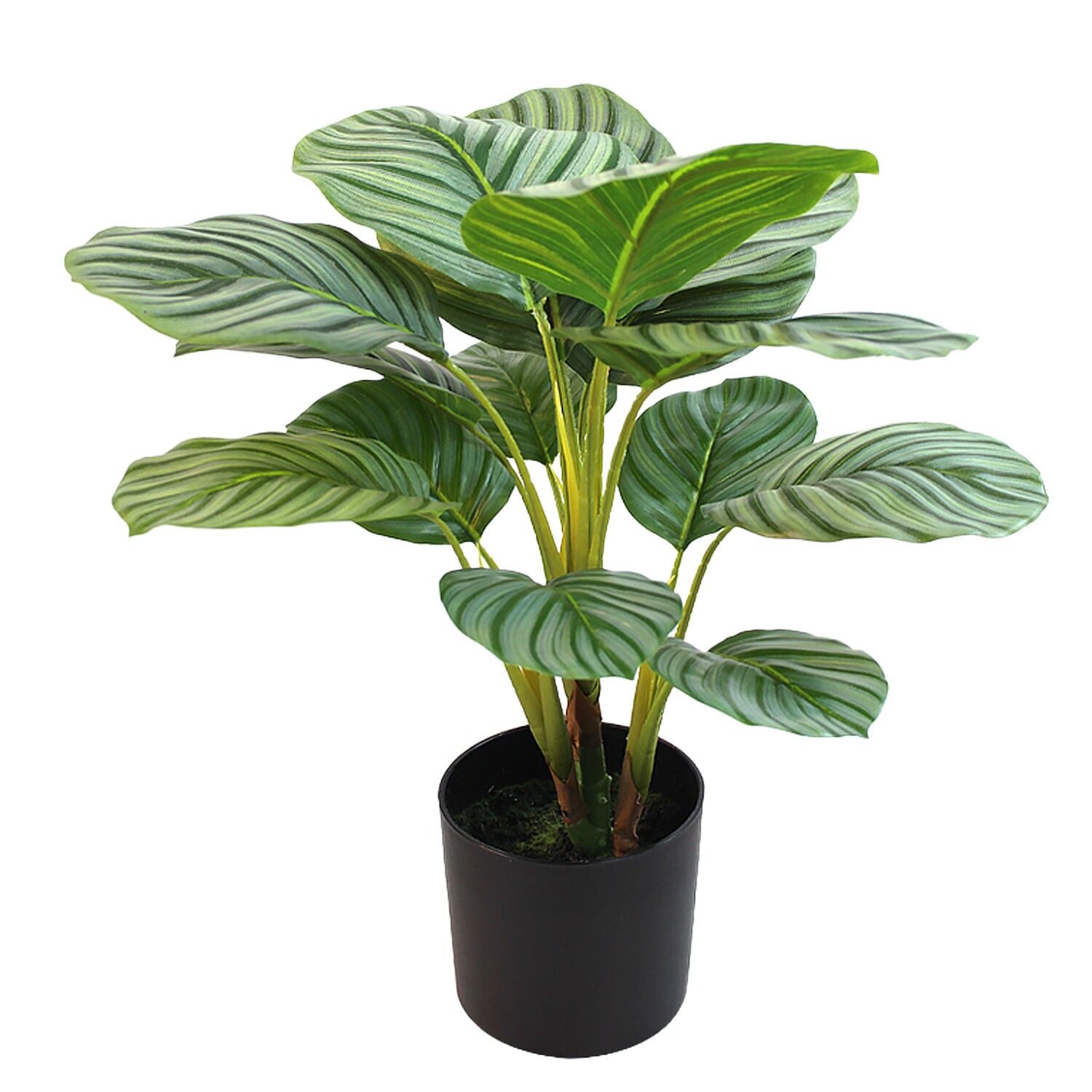 Künstliche Calathea orbifolia Pflanze 50 cm - 4 Gabeln 50 cm ST26689