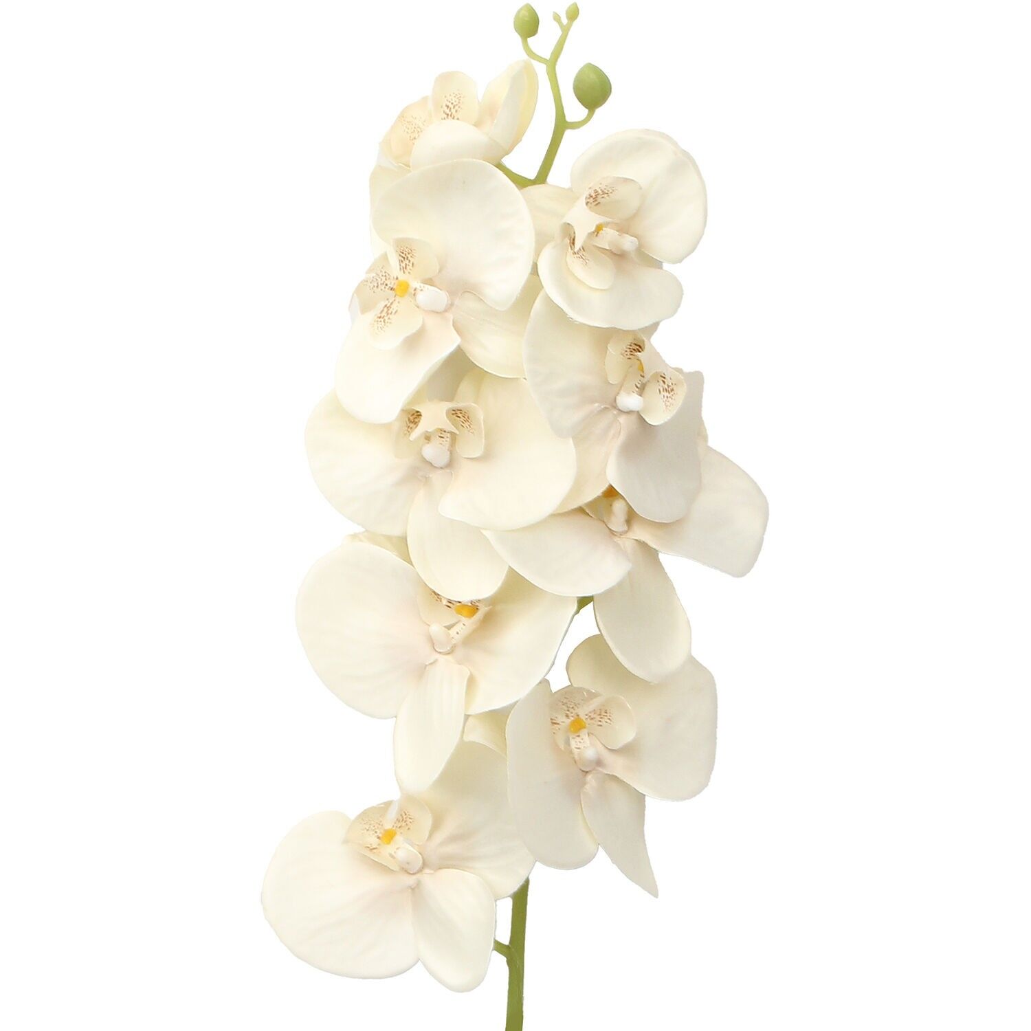 Natürlicher Ast mit cremefarbenen Orchideen, 96 cm, ST27119