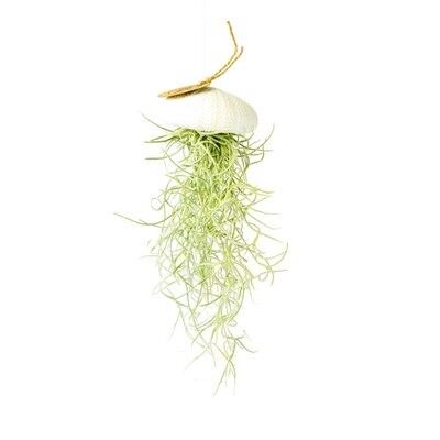 Tillandsia airplant hangend en zee-egel wit