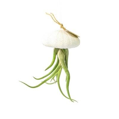 Tillandsia airplant Caput Medusae hängend in zee-egel wit