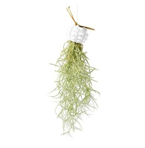 Tillandsia airplant hangend in zee-egel sputnic wit