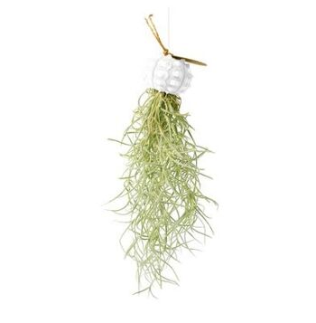 Tillandsia airplant hangend en zee-egel spoutnic wit 1