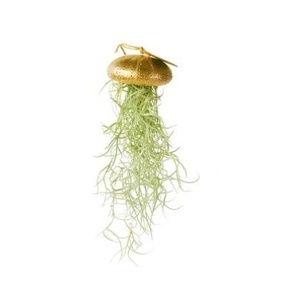 Tillandsia airplant hangend en zee-egel goud