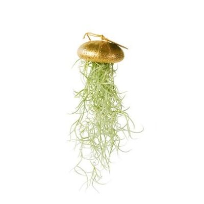 Tillandsia airplant hangend en zee-egel goud
