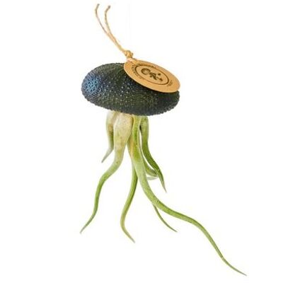 Tillandsia airplant Caput Medusae hangend in zee-egel zwart