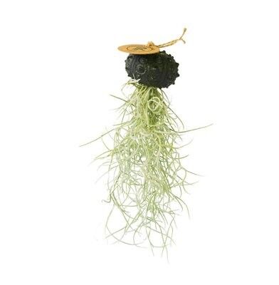 Tillandsia airplant Hangend in Zee-egel Sputnic schwarz