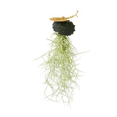 Tillandsia airplant Hangend in Zee-egel Sputnic schwarz