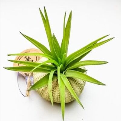 Tillandsia airplant staand rencontré zuignap groen