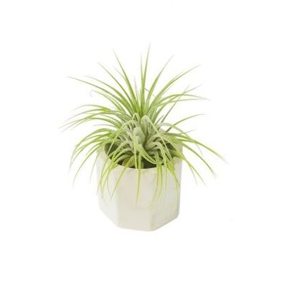 Tillandsia airplant en betonpotje hoekig