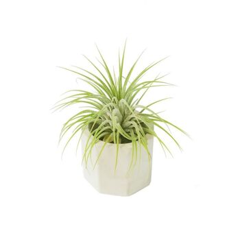 Airplant Tillandsia à betonpotje hoekig 2