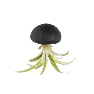 Tillandsia airplant Capitata hangend in zee-egel zwart
